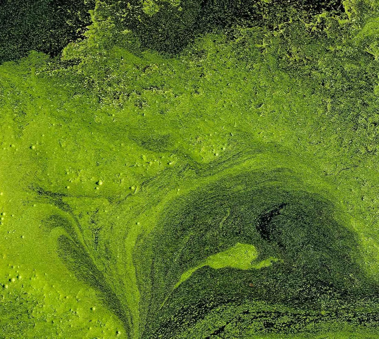 Image of algal bloom