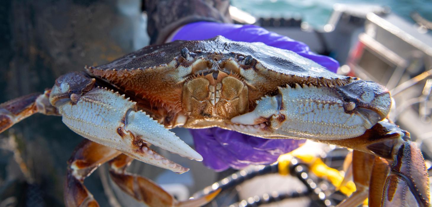 Close up shot of a Dungeness Crab.