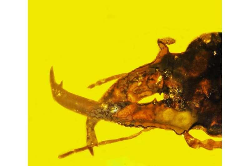 Mammoth weevil in amber