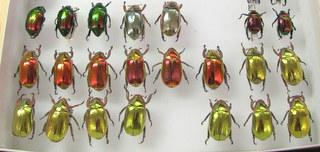 Rows of colorful beetles.