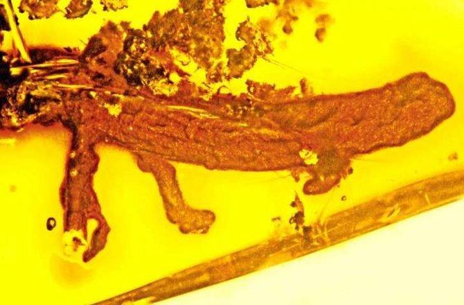 Closeup of a salamander remains preserved in amber