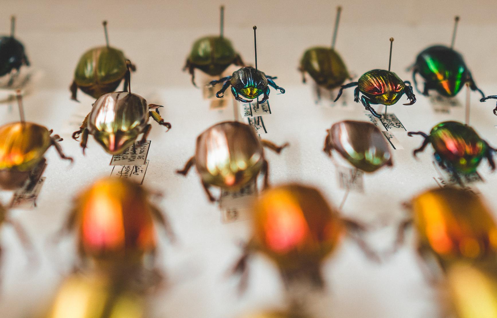 Colorful preserved beetles from Oregon State Arthropod Collection
