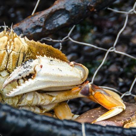Dungeness crab in trap. Photo by Pat Kight, Oregon Sea Grant.