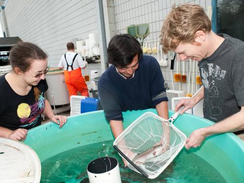 Students collecting samples of fish at a salmon lab.