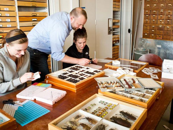 Professor with students observing arthropod collection.