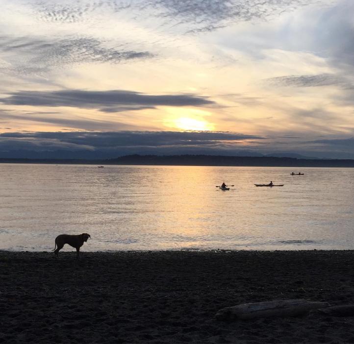 Dog standing at shoreline in Puget Sound at Edmond's Wash.